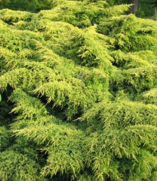 Juniperus × pfitzeriana 'Gold Star'